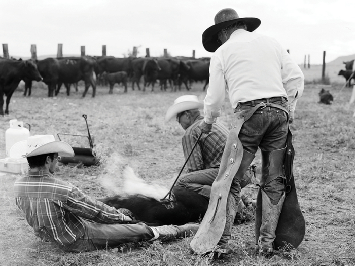 Glover_Branding-Art-Gallery-Stay-At-Fort-Davis-Cow-Camp