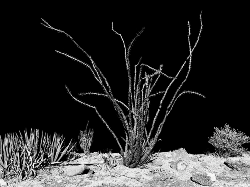 Ocotillo-Art-Gallery-Stay-At-Fort-Davis-Cow-Camp