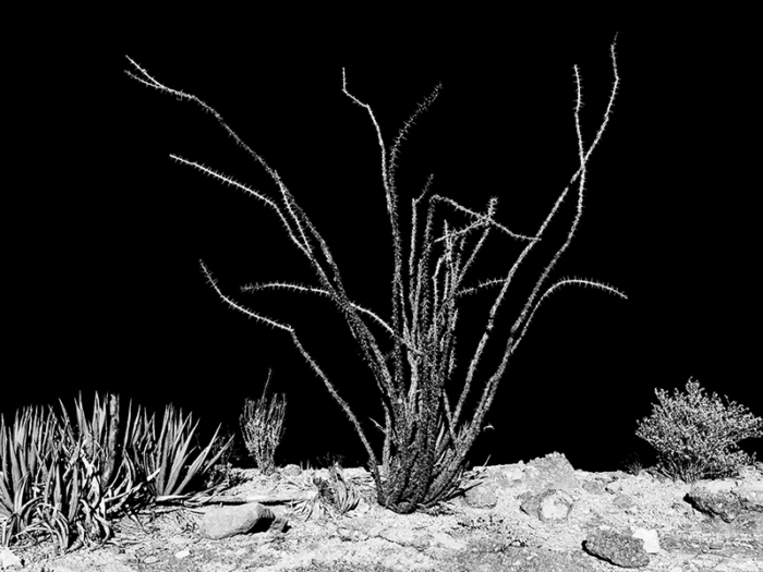 Ocotillo-Art-Gallery-Stay-At-Fort-Davis-Cow-Camp