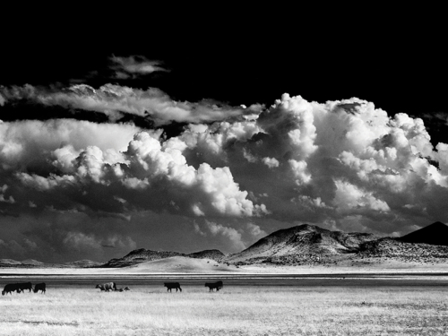 Puercitas_Mountain-Art-Gallery-Stay-At-Fort-Davis-Cow-Camp